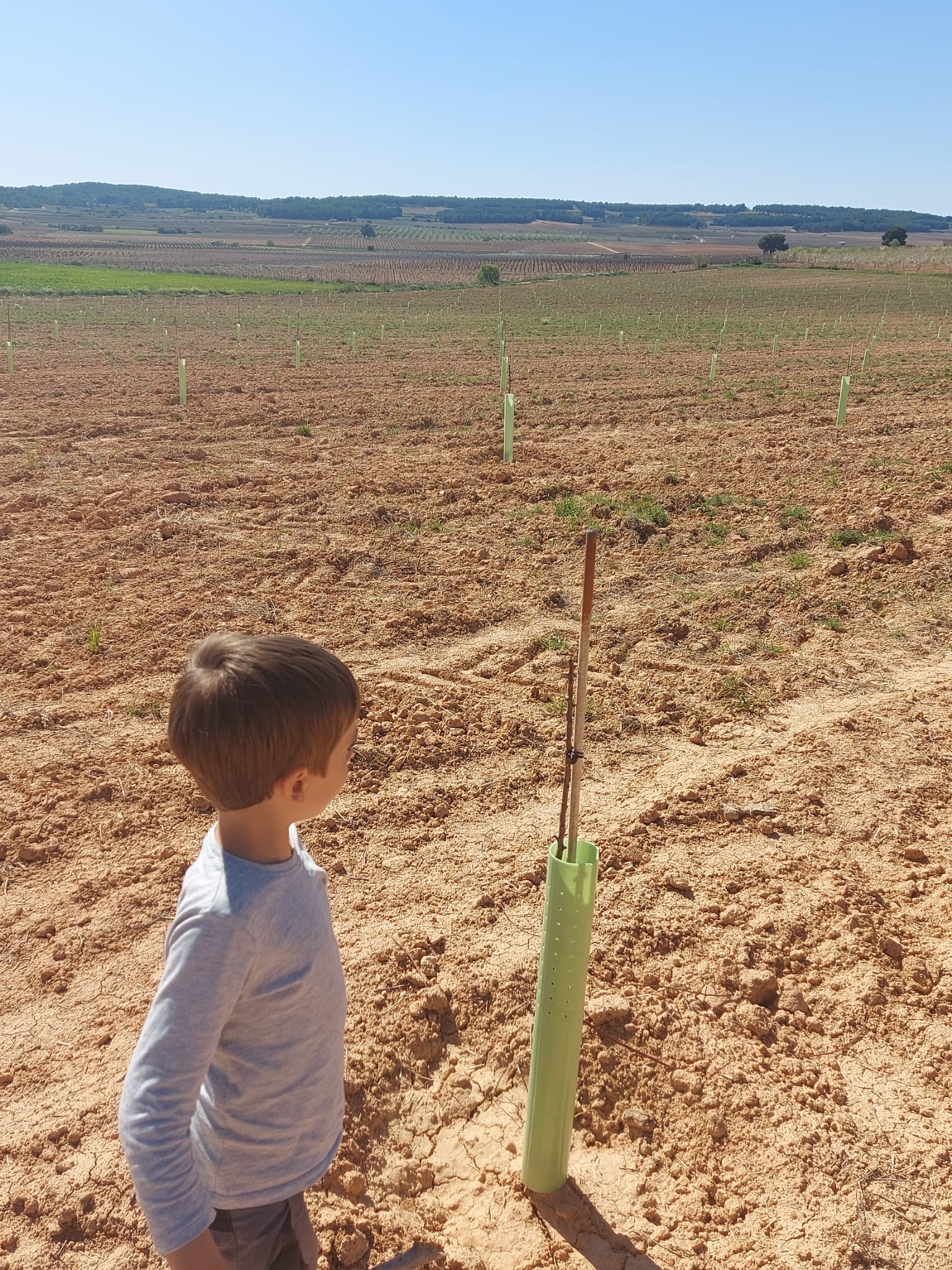 Almendras ecológicas en cáscara