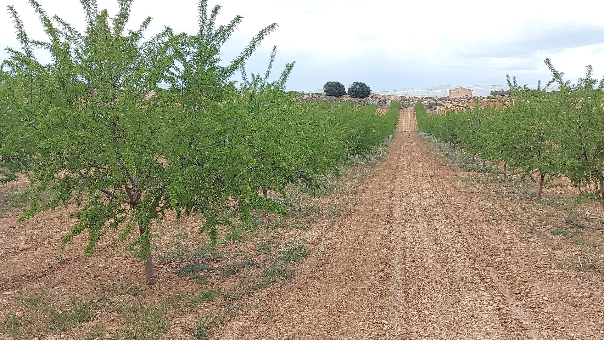 Almendras peladas Lauranne