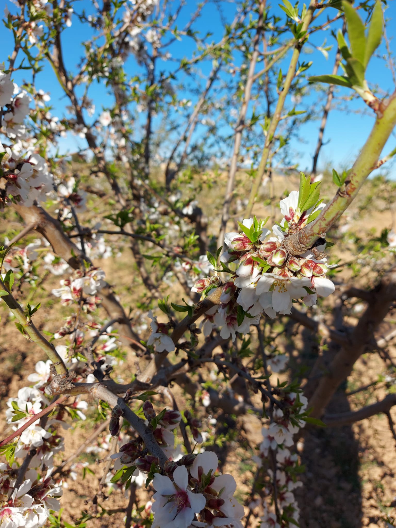 Campo de almendros