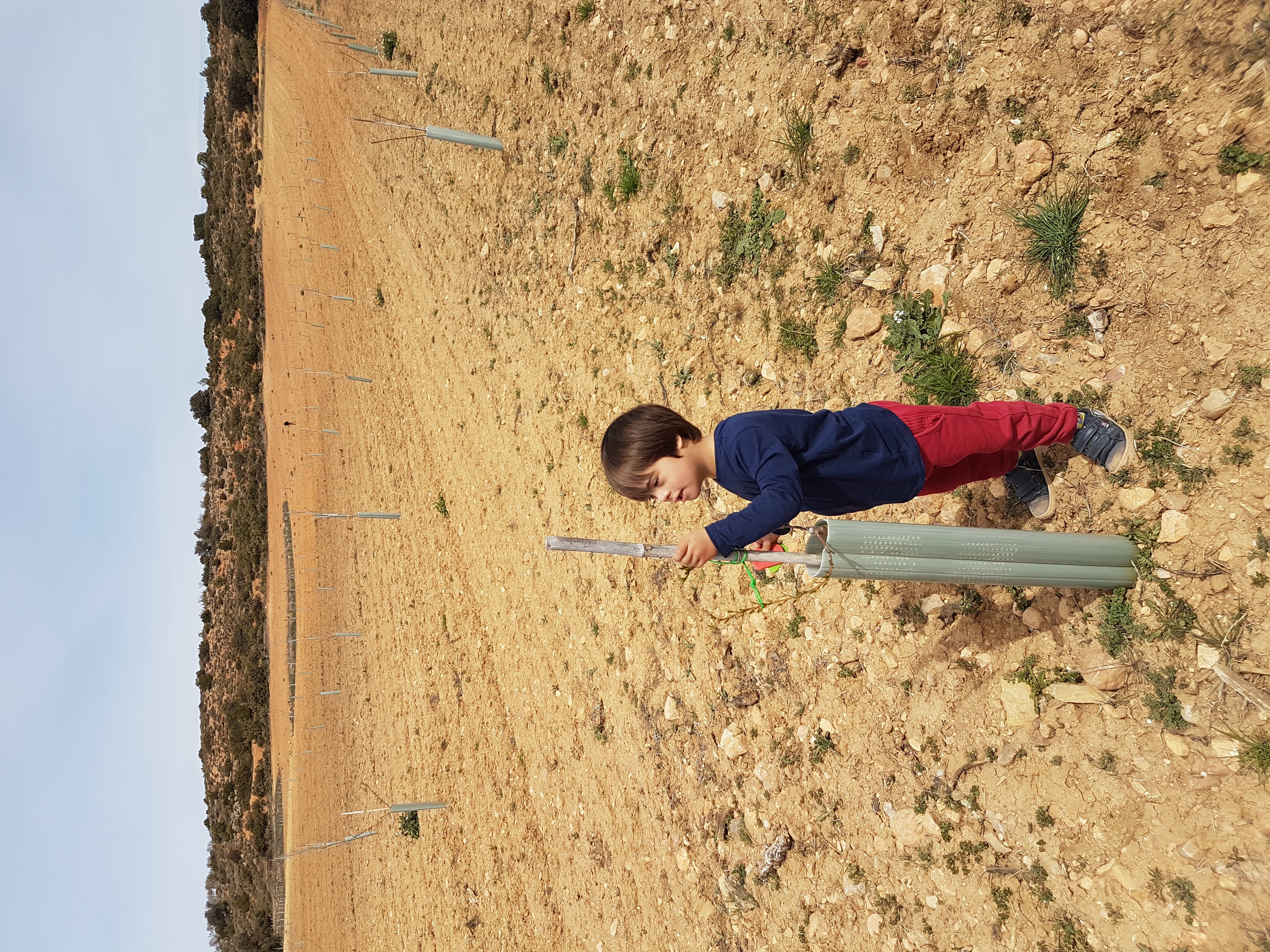 Cosecha de almendras